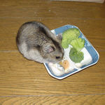 煮干を食べるユウキ