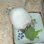 蕎麦の実をあさるアイ