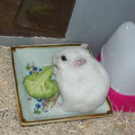 ブロッコリーを食べるアイ