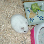 乾燥りんごチップを食べるアイ