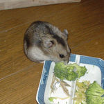 ブロッコリーに齧りついていました