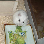 ブロッコリーに齧りつくアイ