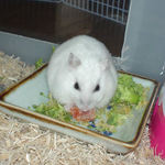 乾燥パパイヤを食べるアイ