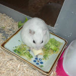 ハム用チーズに齧りつくアイ