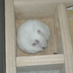 篭っているアイ