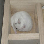 延々と毛づくろいを続けていました