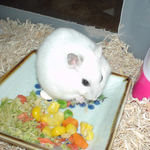 ちびっこクロワッサンに齧りつくアイ