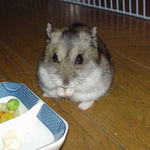 カメラ目線でグリーンピースを食べています