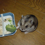 ちょいと警戒気味