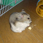 高野豆腐にご満悦