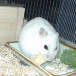 高野豆腐を食べるアイ