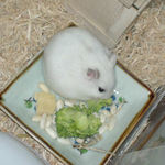 ブロッコリーを食べるアイ