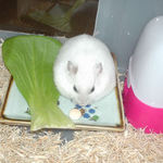 蕎麦の実をあさるアイ