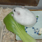 青梗菜に齧りつくアイ