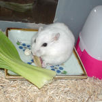 乾燥りんごチップをいただくアイ