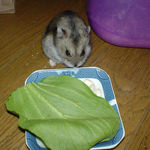 コメコメを食べるユウキ