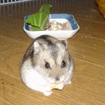 乾燥りんごチップを食べているユウキ