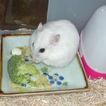 高野豆腐を食べているアイ