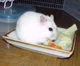 続いて、コーンを食べています。