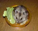 ペレットをいっぱいにほお張っています。