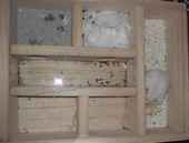 今日の巣箱内の様子