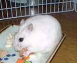 見えづらいけど、りんごチップ食べてます。