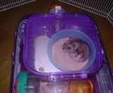 2階に篭って出てこない・・・。