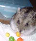 コーンを食べています。