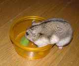 オクラの匂いをクンクン