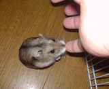 スタミノンをペロペロ