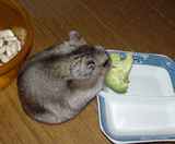 ブロッコリーを食べているユウキ