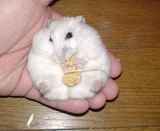 アイも粟の穂腹出ししてもらいました。