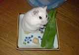 小松菜を食べていたら、「何見てんだよ」って感じですか
