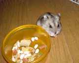 コメコメポップ食べてます。