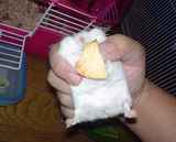 こんな状態でも食べています