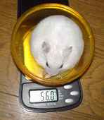 若干、体重落ちました。