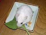 アイも小松菜に食いついています。