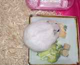 乾燥りんごチップを食べています。