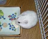 豆腐を食べるアイです。