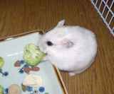 ブロッコリーに食いついてるアイです