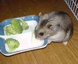 ユウキも豆腐食べています。