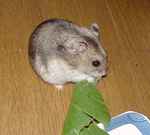 小松菜にかじりつくユウキ