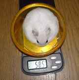 ユウキより重くなってしまいました。