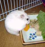 かぼちゃをたべるアイです。