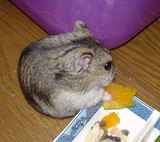 同じくかぼちゃを食べるユウキ