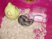 アイのケージを訪問中のユウキ