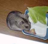 野菜より先に主食をかきあつめるのであった