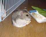 凍り豆腐を食べているユウキです