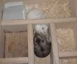 アイの巣箱ではおとなしい、ユウキ