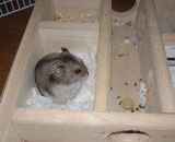 巣箱の中でくつろぐ、ユウキ